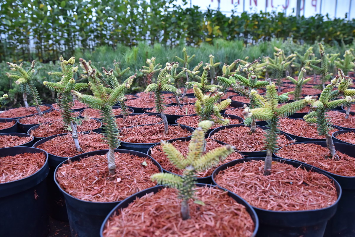 Розсадник Terra Plants - фото 7