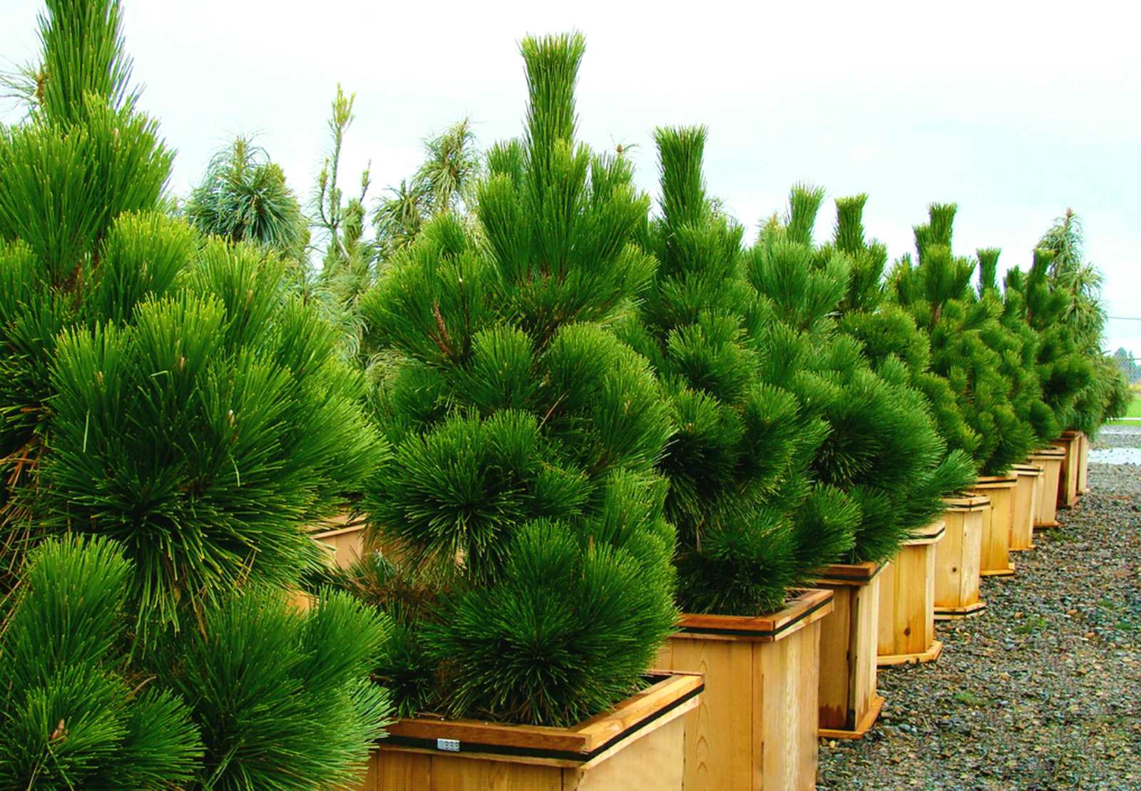 Вырастить хвойные. Сосна Тунберга. Pinus nigra. Сосна Тунберга (Pinus thunbergii Thunderhead. Pinus nigra Brepo.