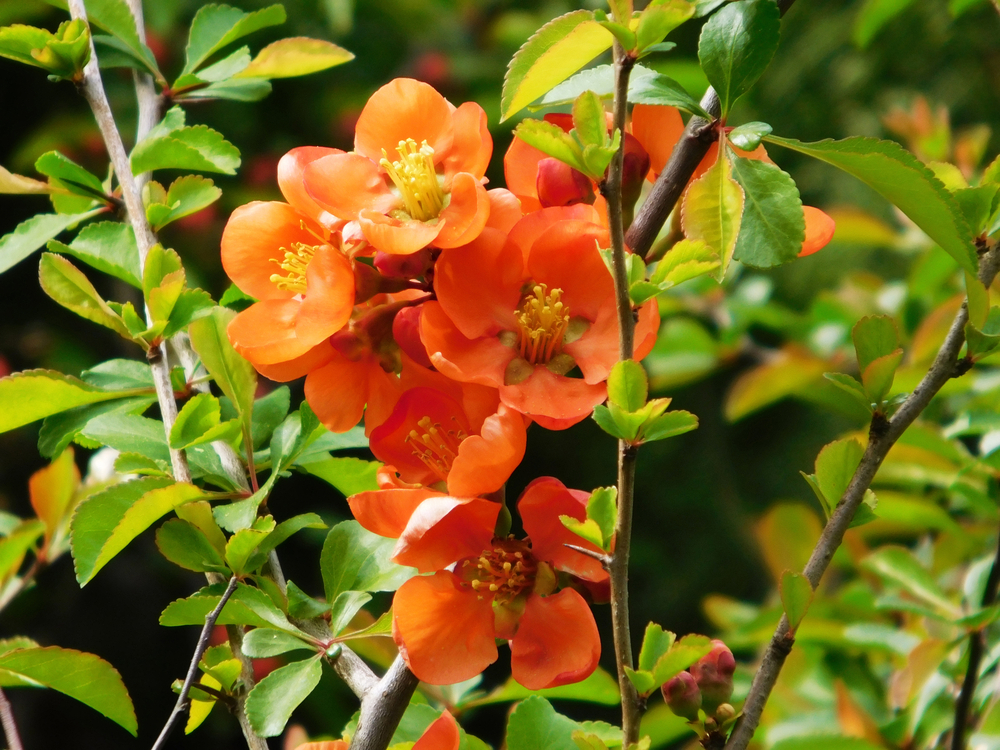 айва оранж трейл 1