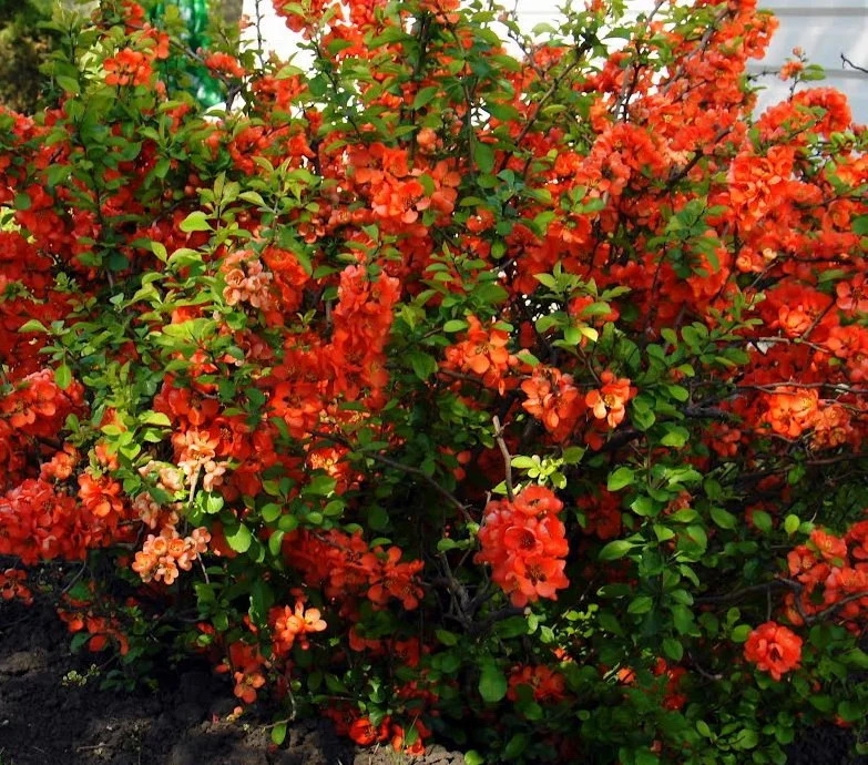 айва оранж трейл 2