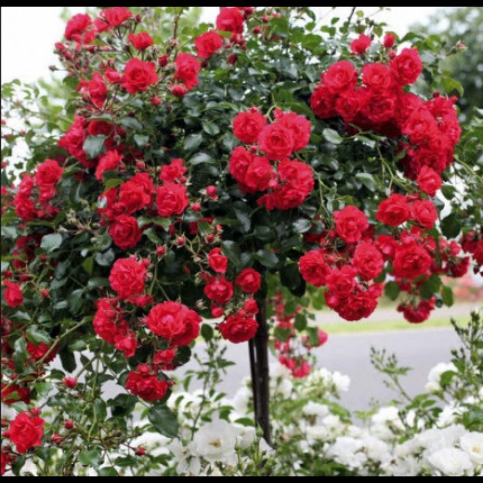Роза штамбовая Rose MEILOVE
