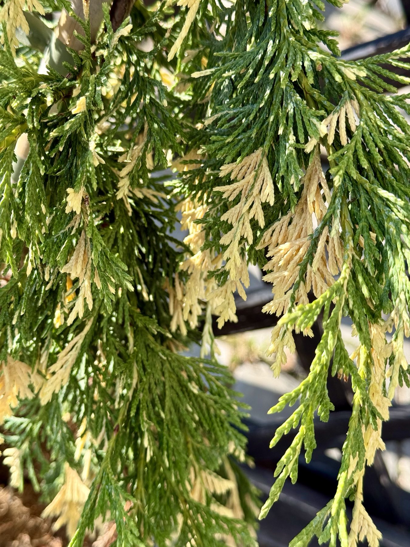 кипарисовик Gloria Polonica 1