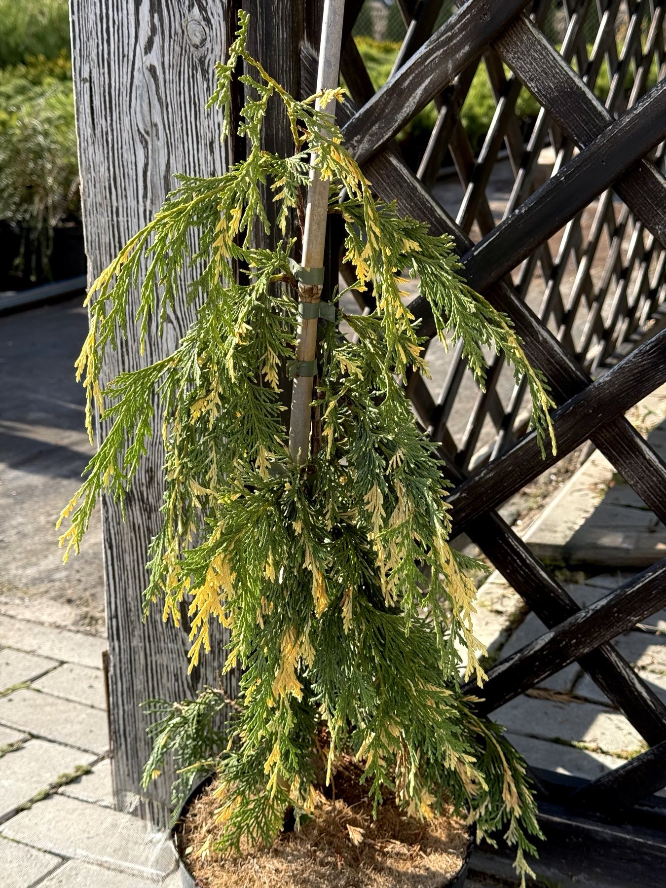 кипарисовик Gloria Polonica