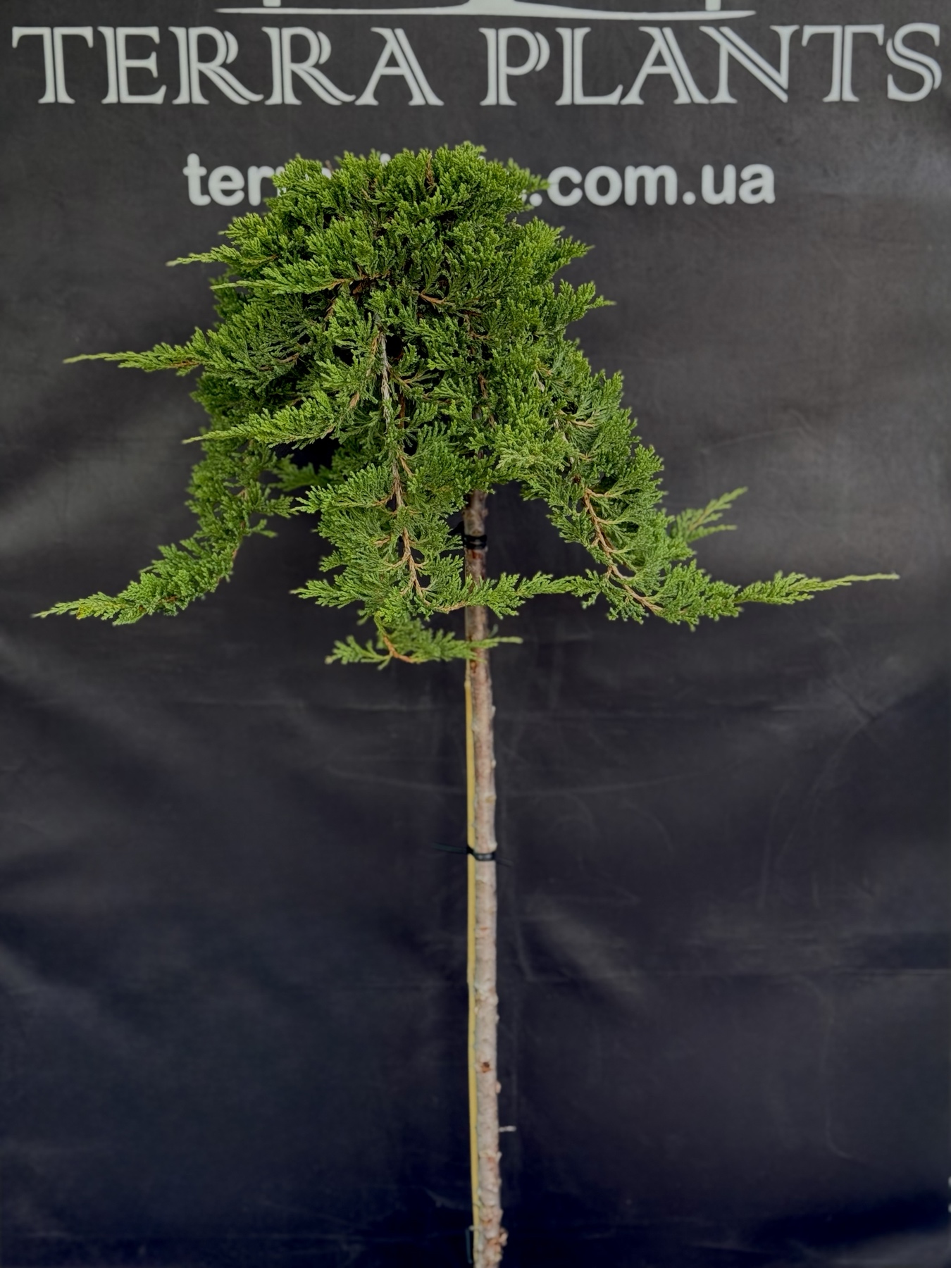 принц уельський