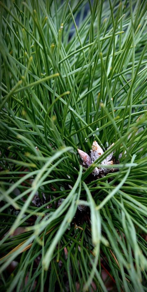 сосна шт. роклі вб 2