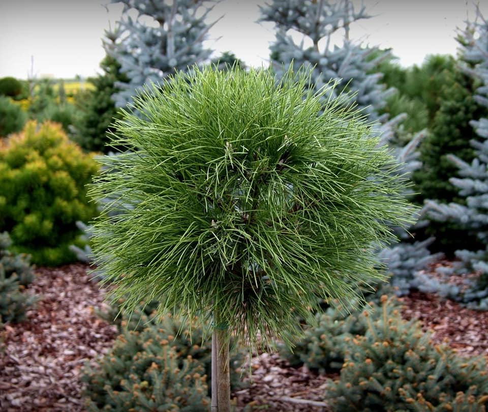 сосна шт. роклі вб 3