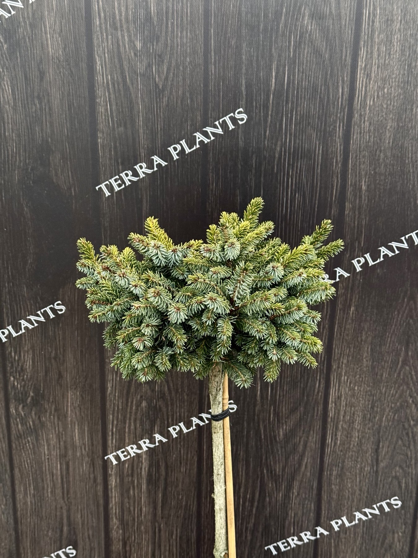 ялина певе тіджн 1