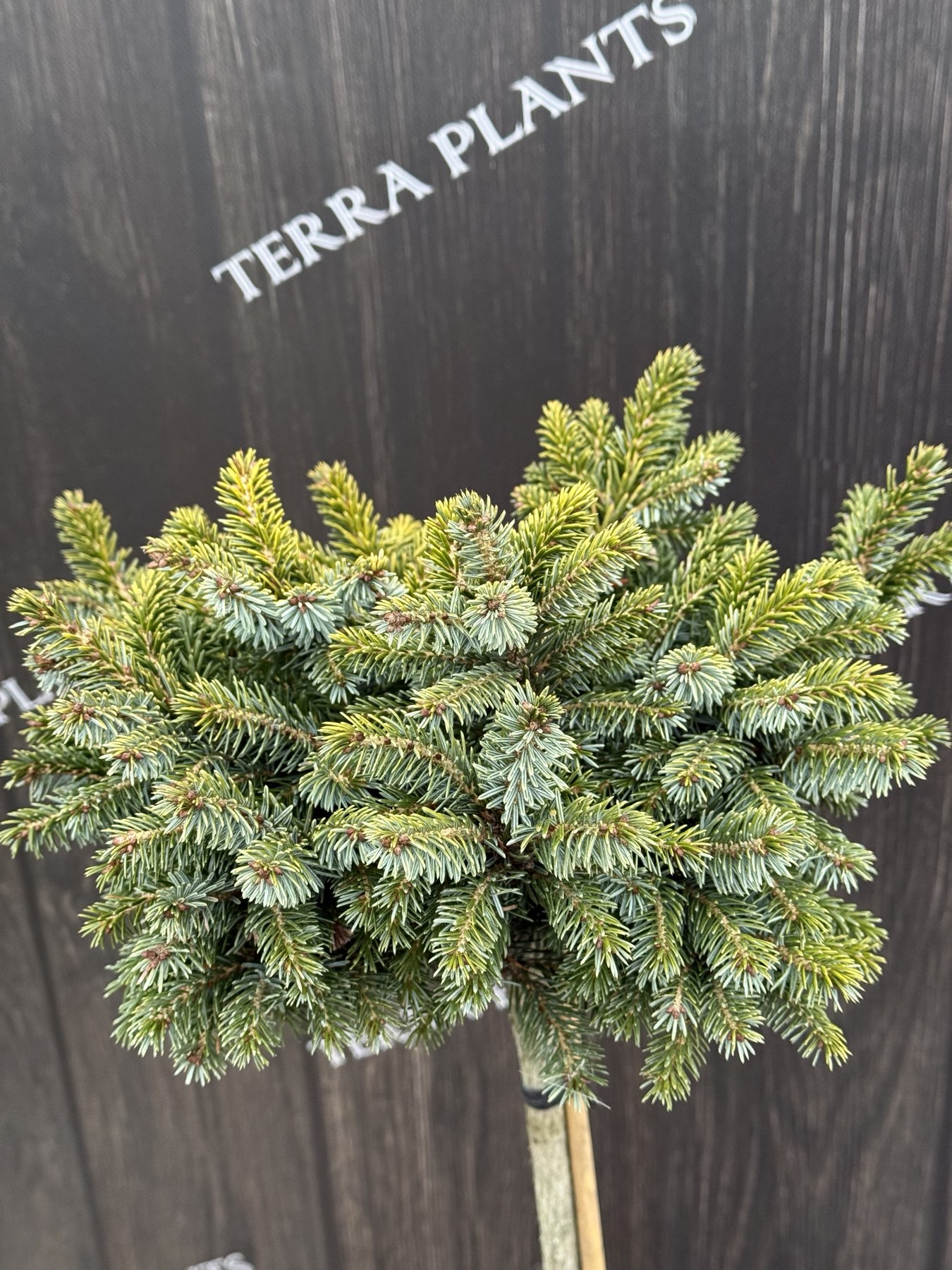 ялина певе тіджн 2