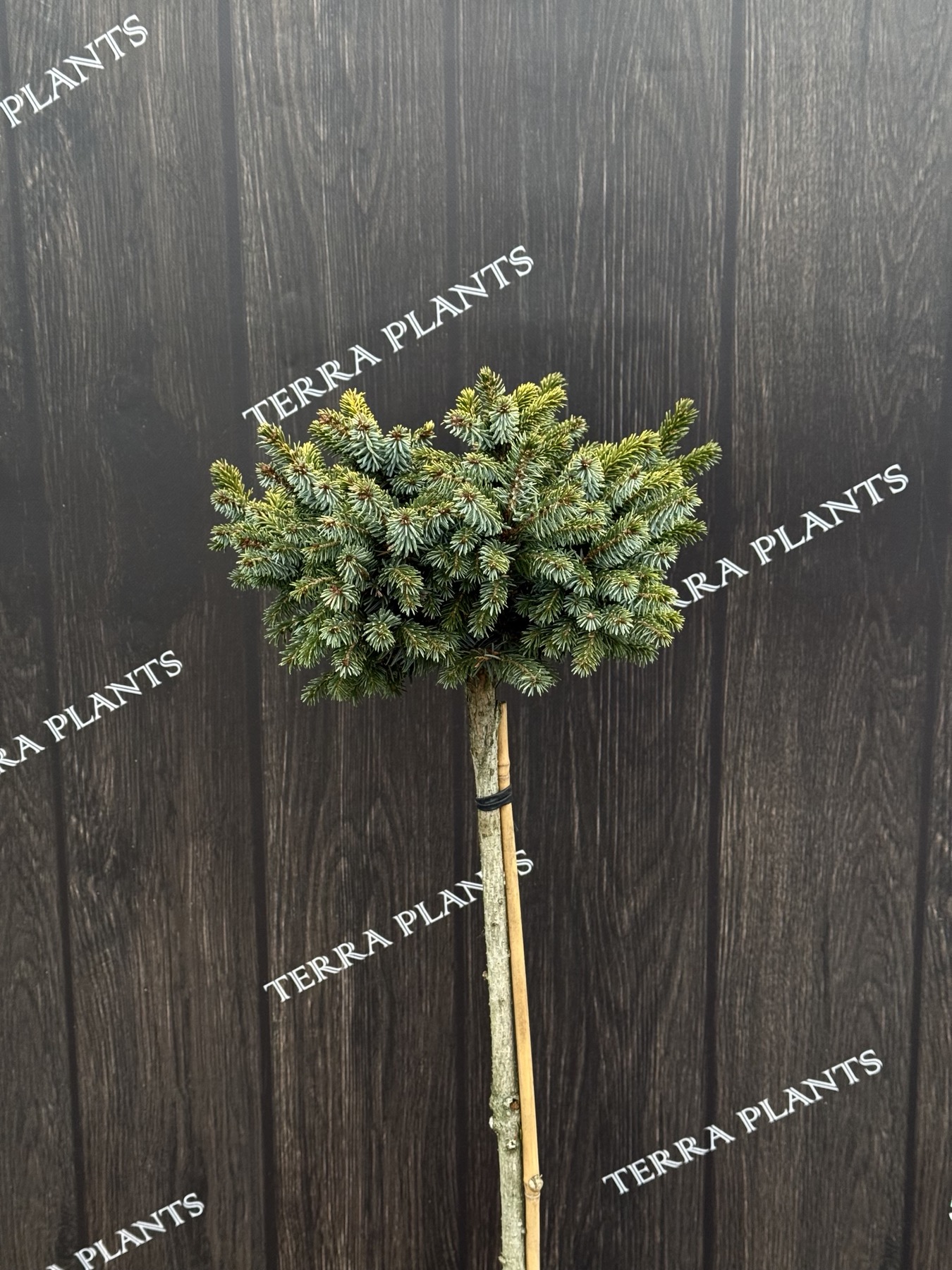 ялина певе тіджн