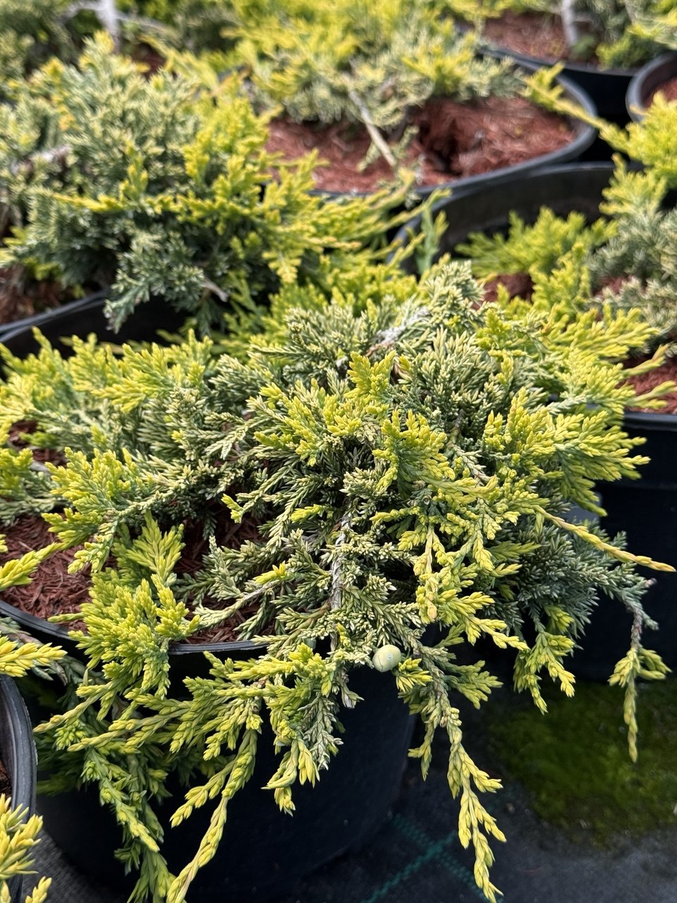 Ялівець горизонтальний «Голден Карпет» — Juniperus horizontalis «Golden Carpet»