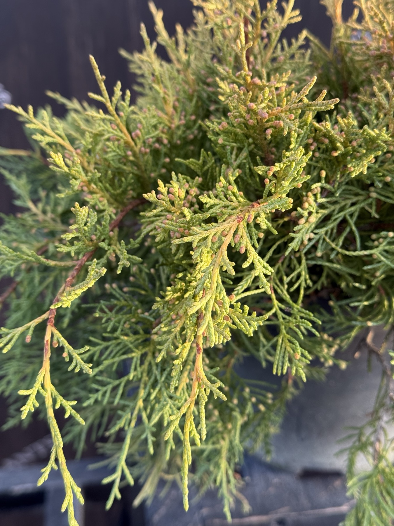 ялівець Old gold 1