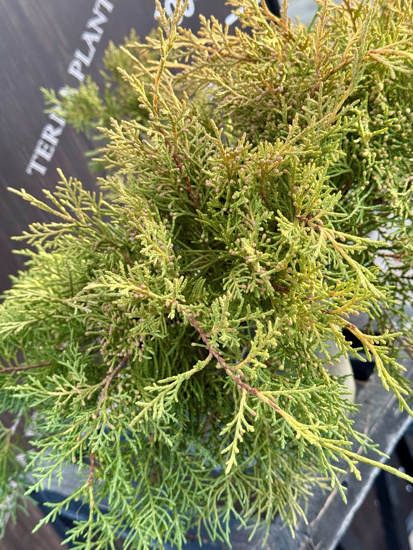 ялівець old gold 2