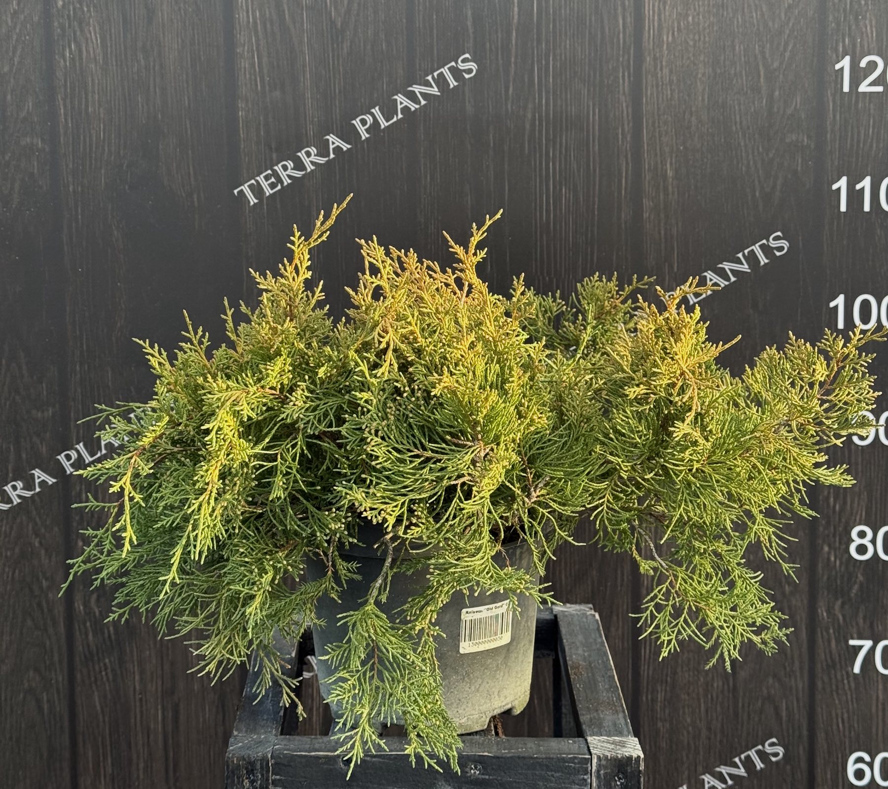 ялівець old gold