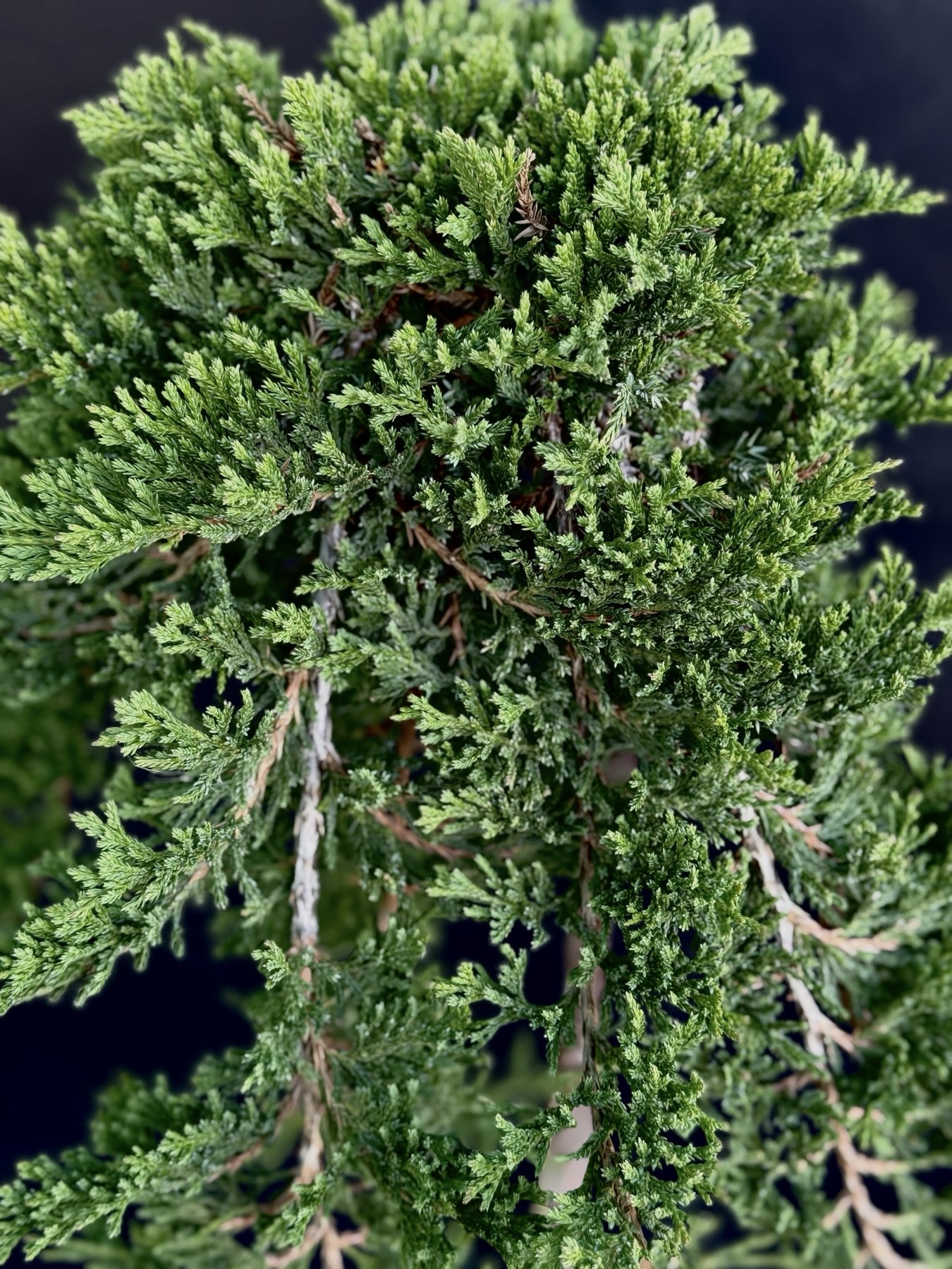 ялівець на штамбі принц Уельський