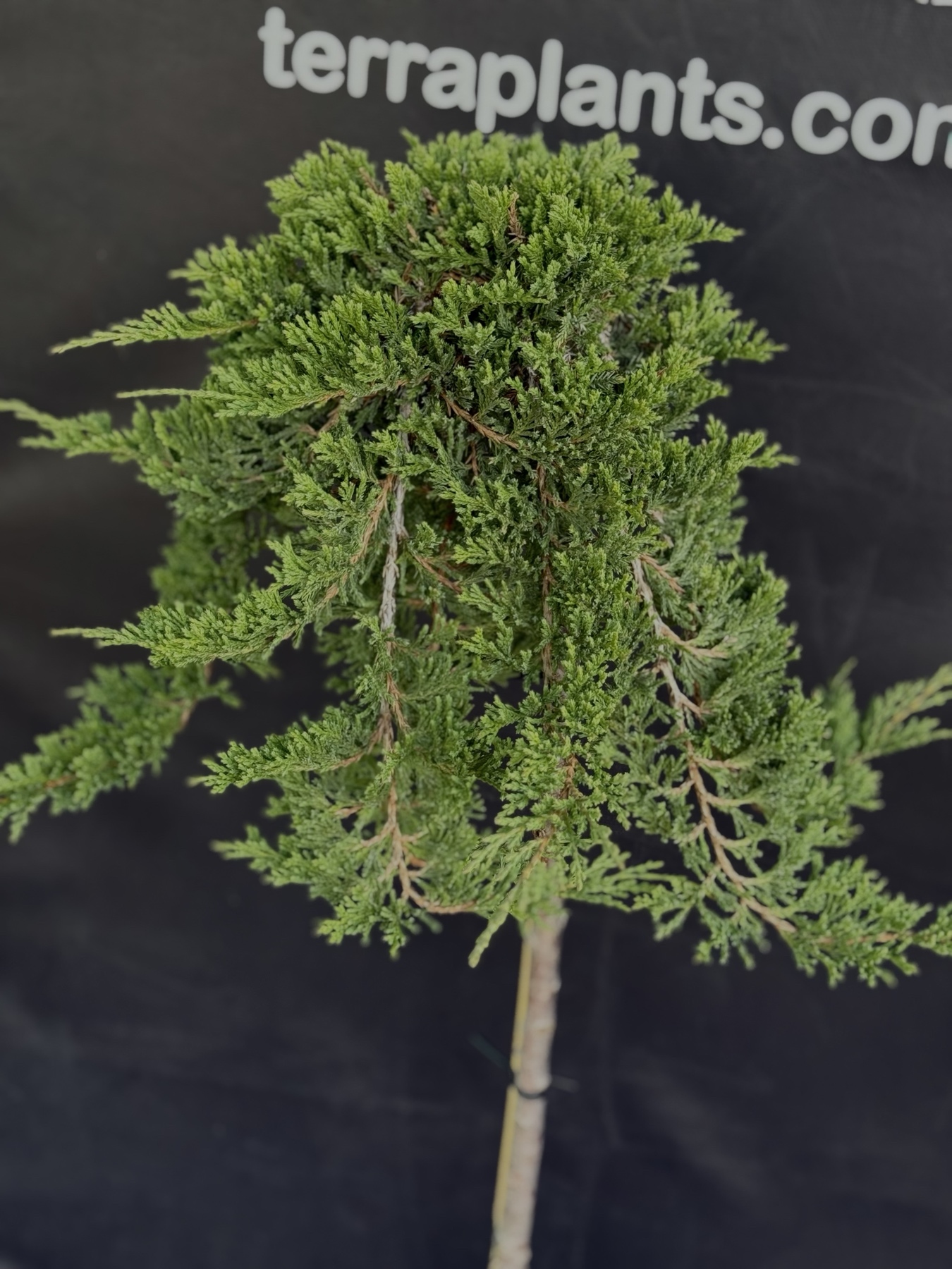 ялівець принц уельській