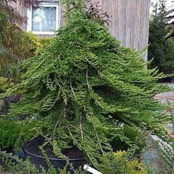 ялівець-шт.-принц-уельський-3-350x350