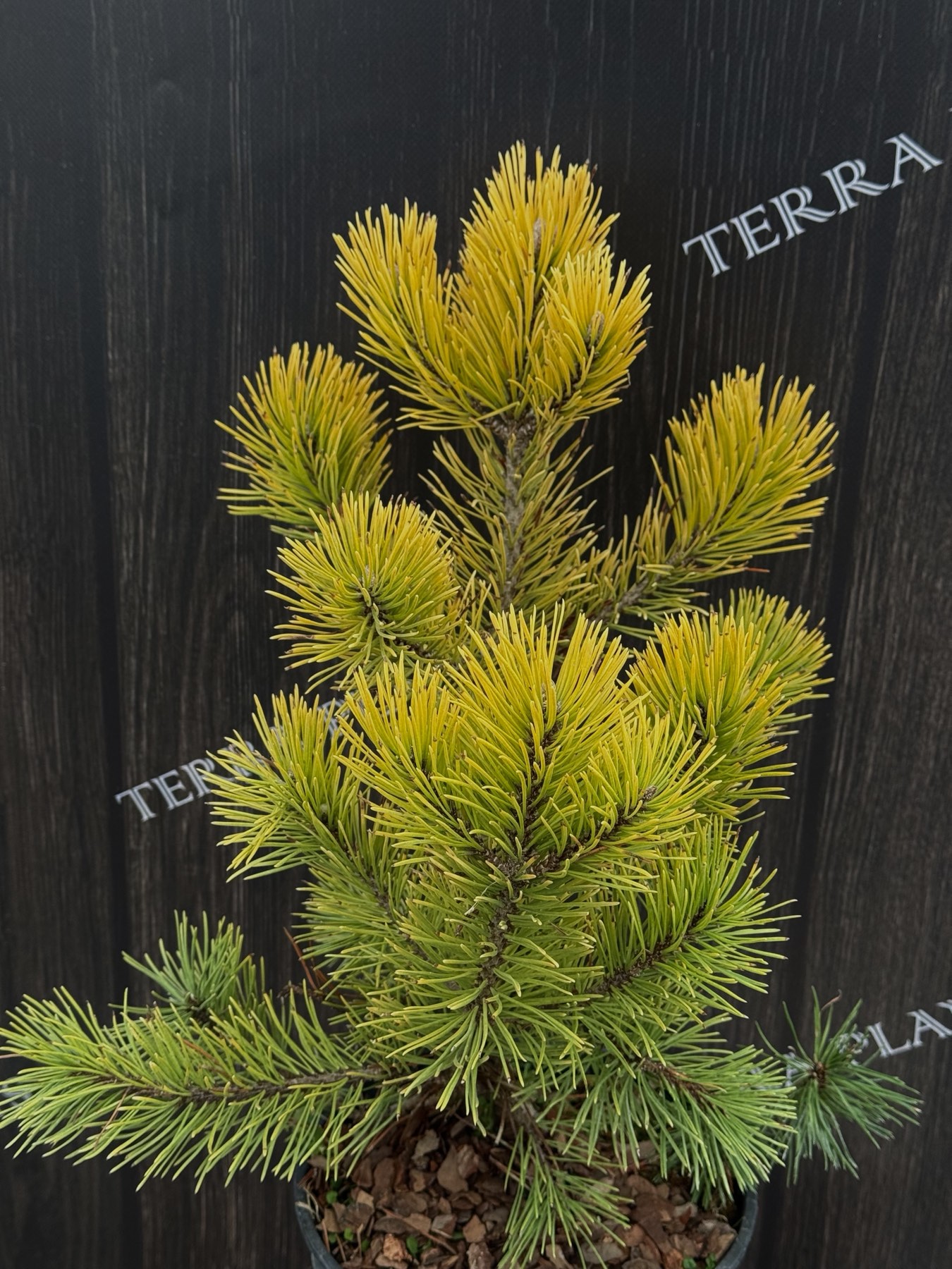 сосна Golden Glow 1