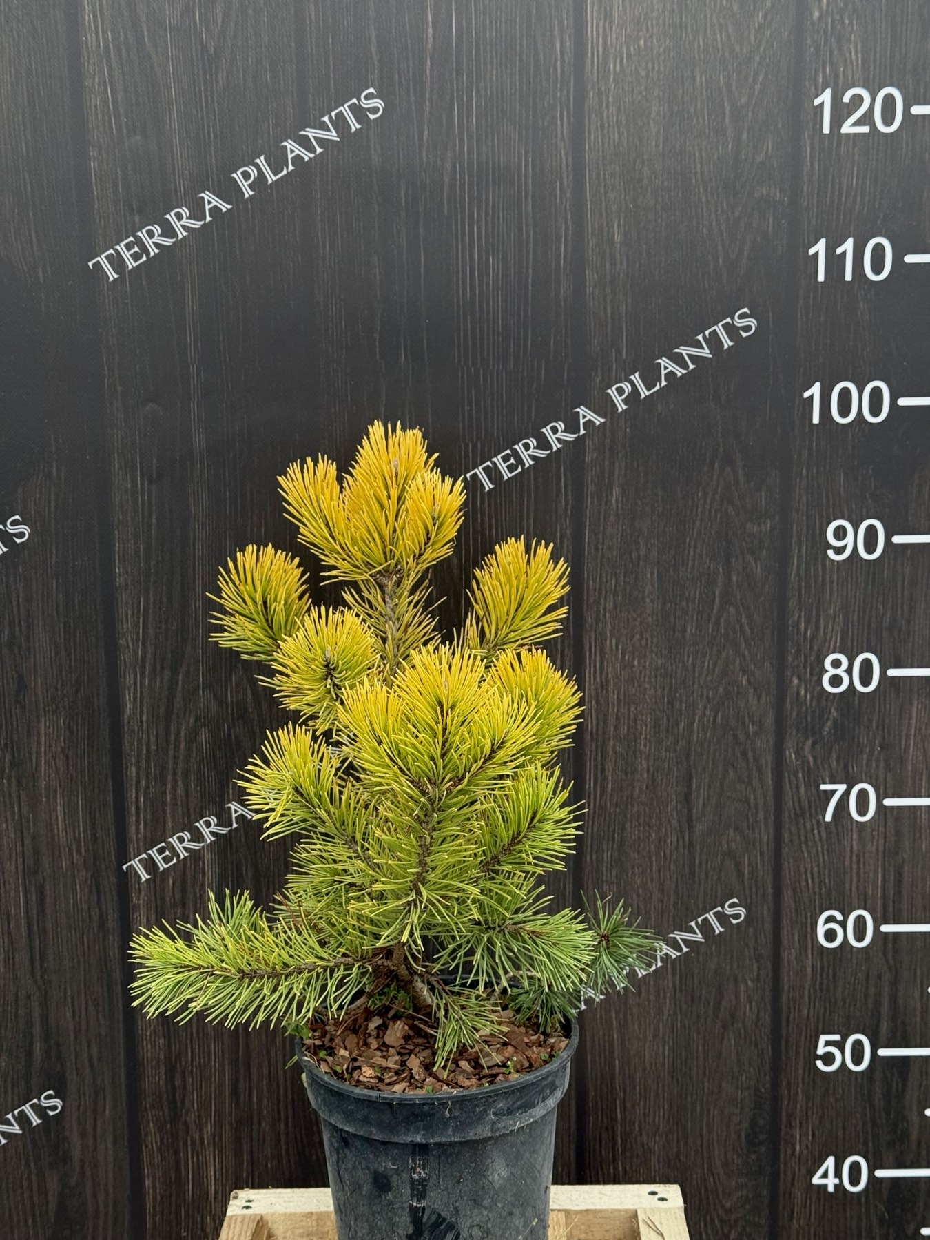 сосна Golden Glow