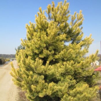 Pinus-sylvestris-Aurea