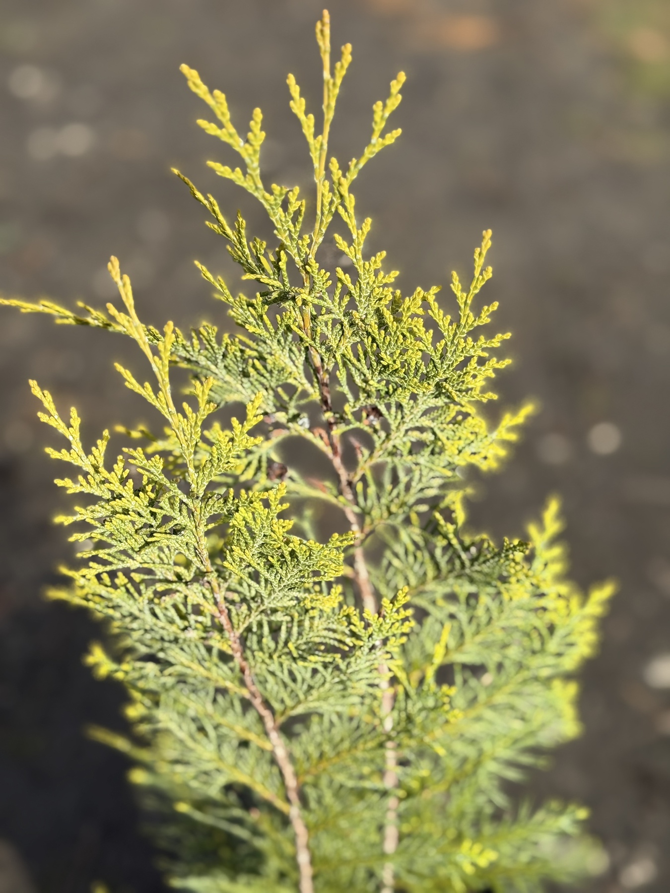 кипарисовик Ivonne 1