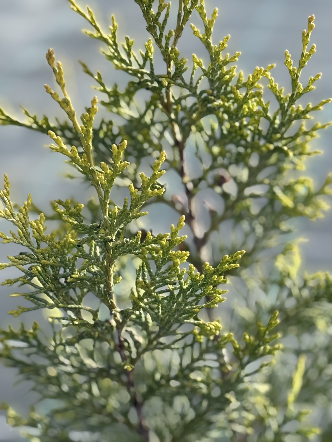 кипарисовик Ivonne 2