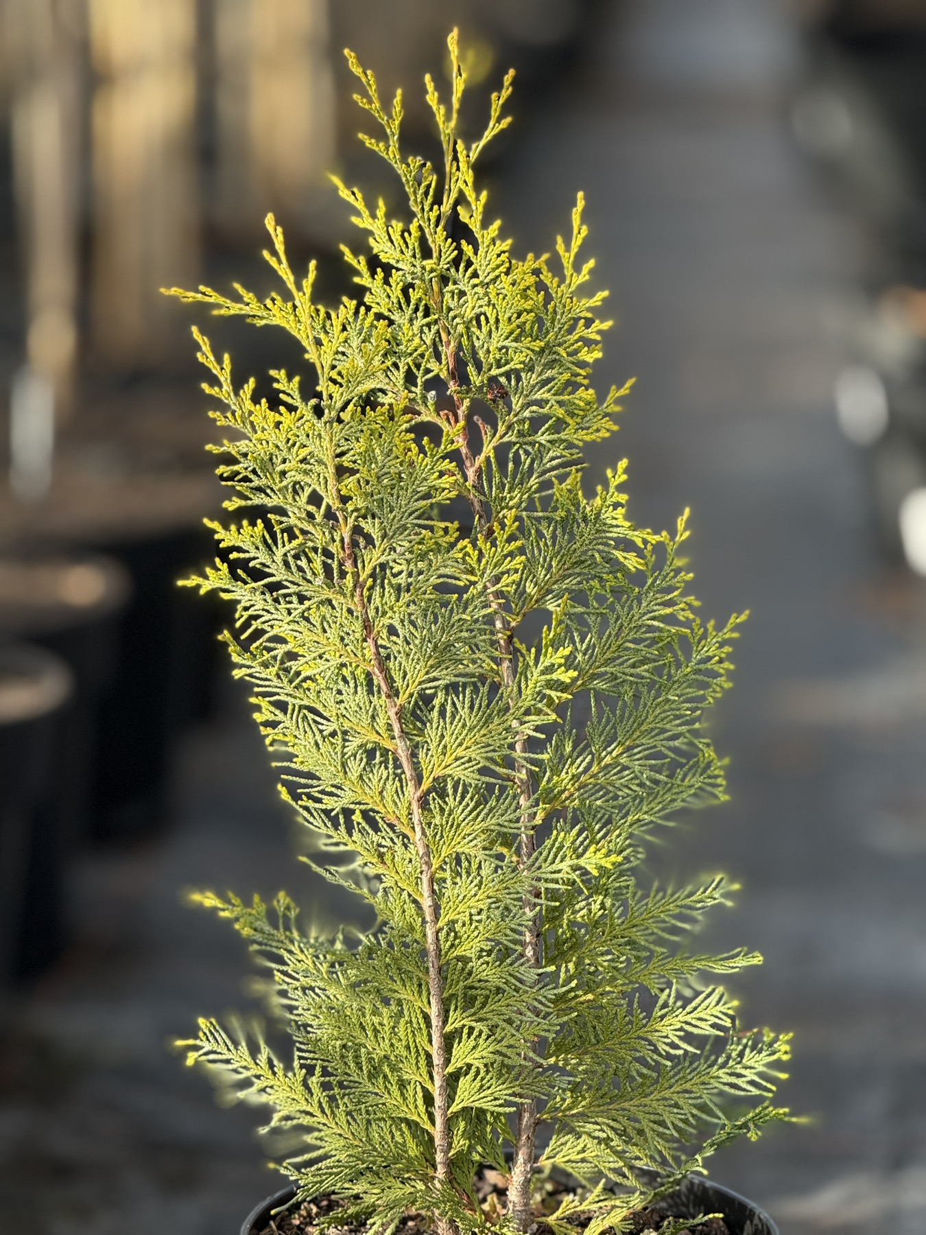 кипарисовик Ivonne