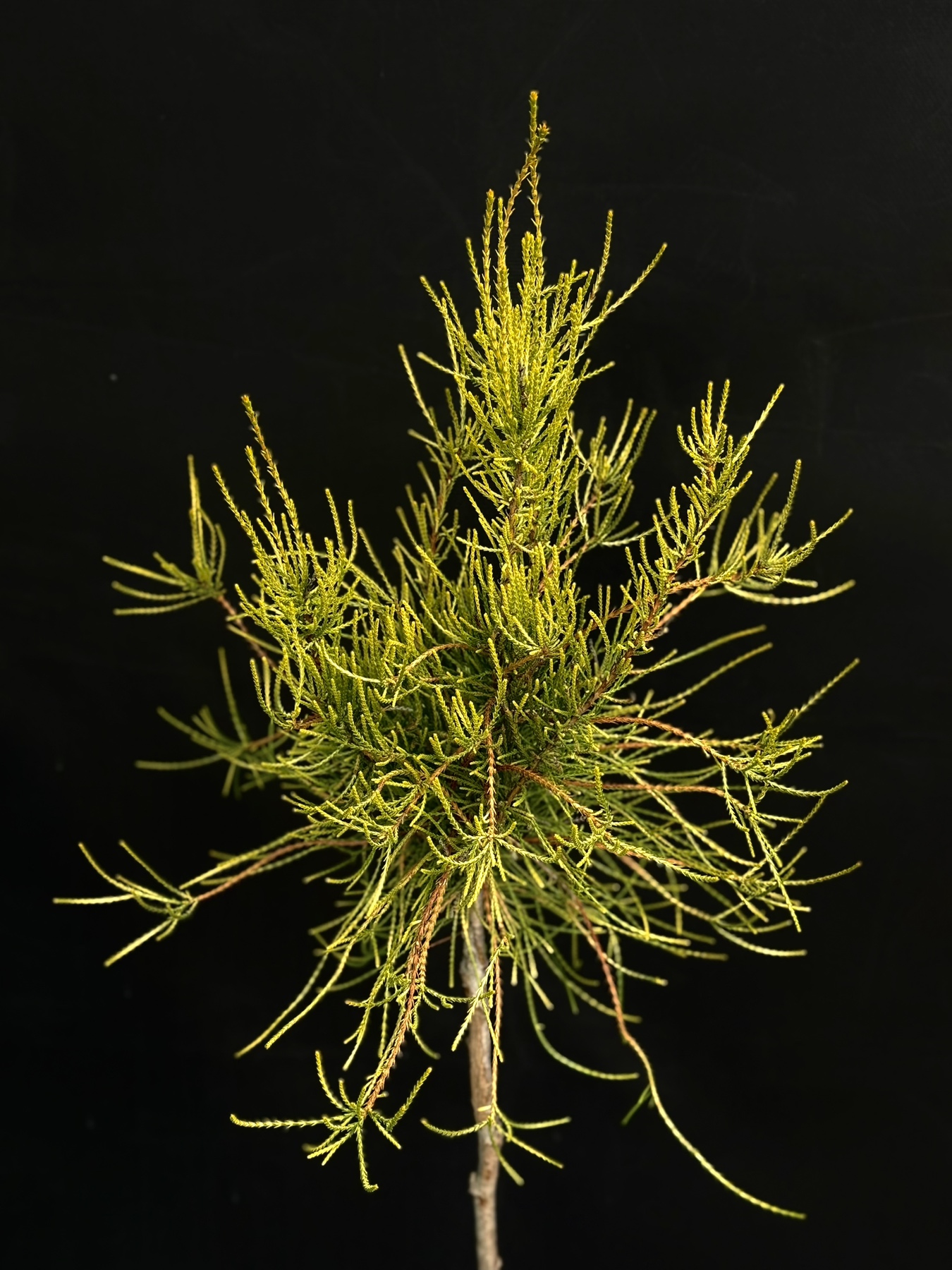 Franclin Boy C5 середній план