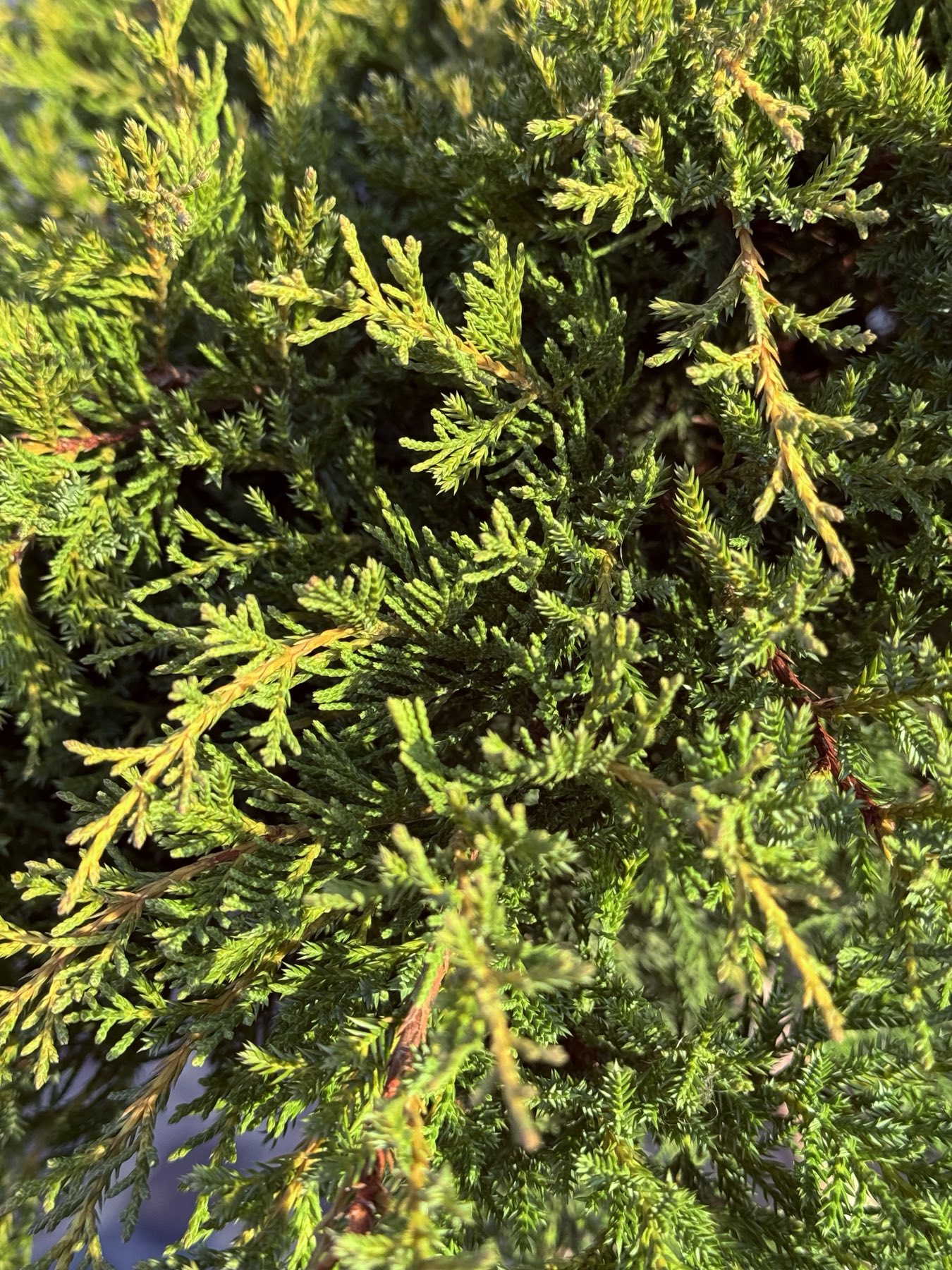 Mordigan Gold c20 крона