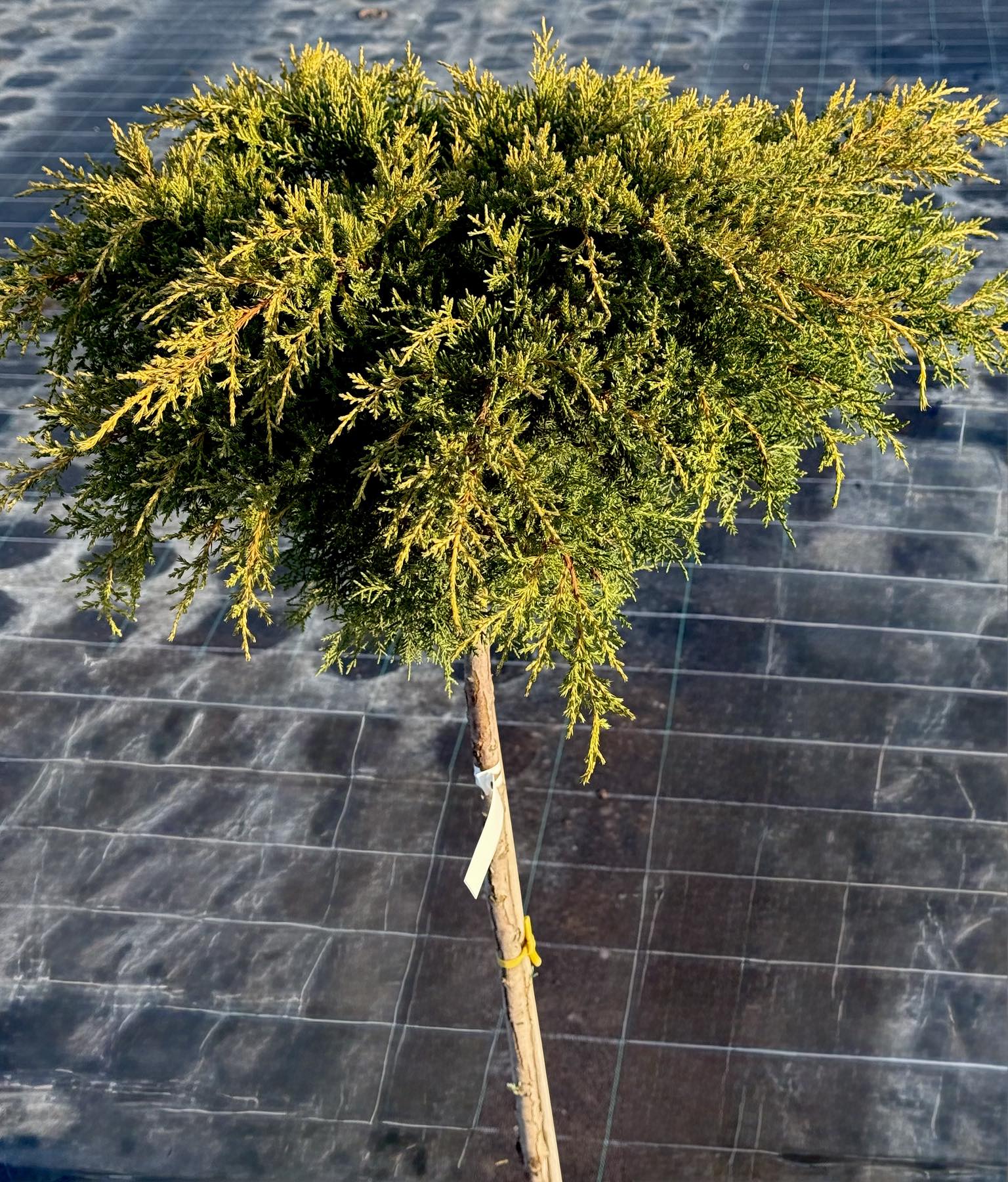 мордіган голд