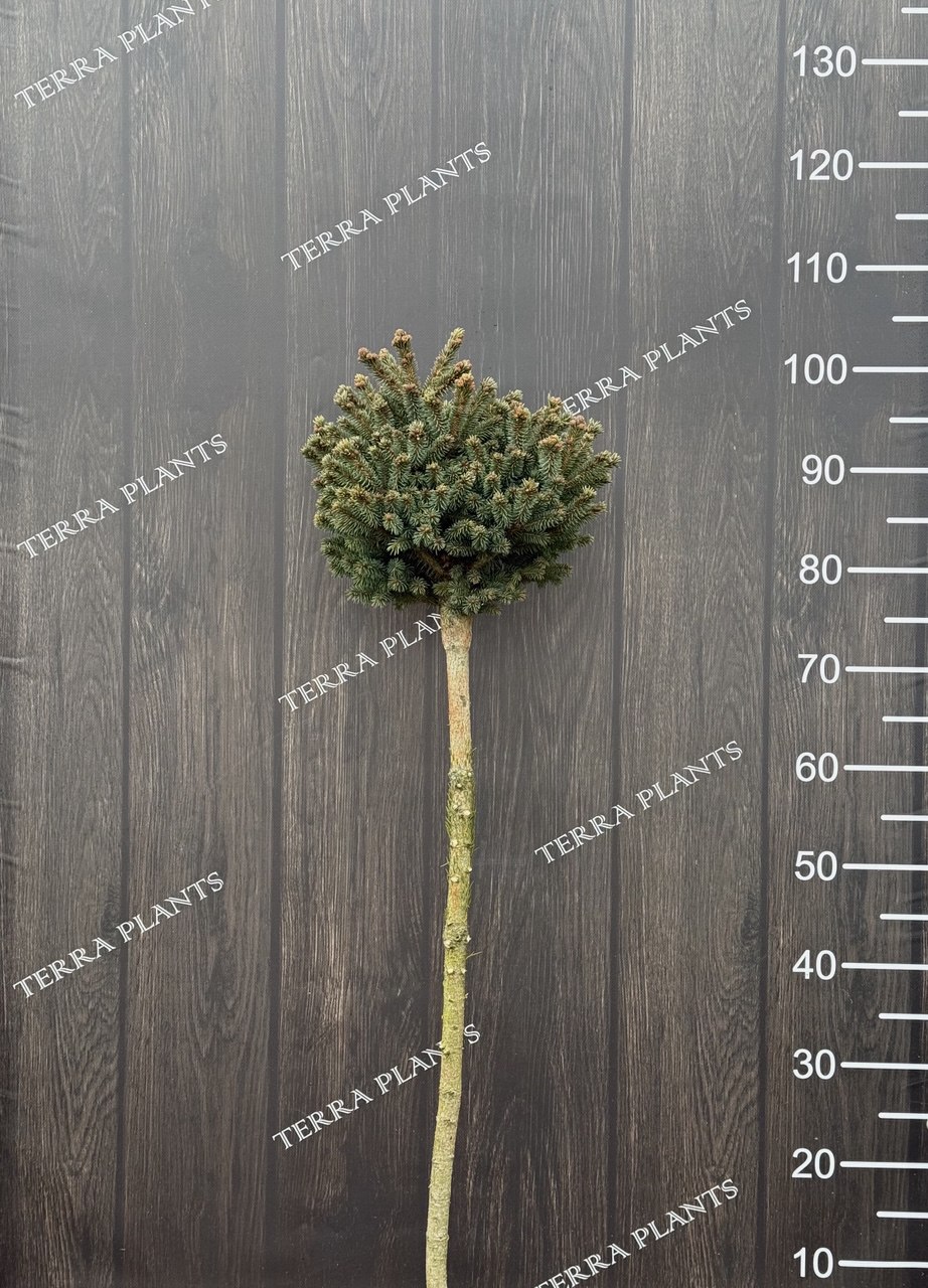 ялина Stenley's Pygmy