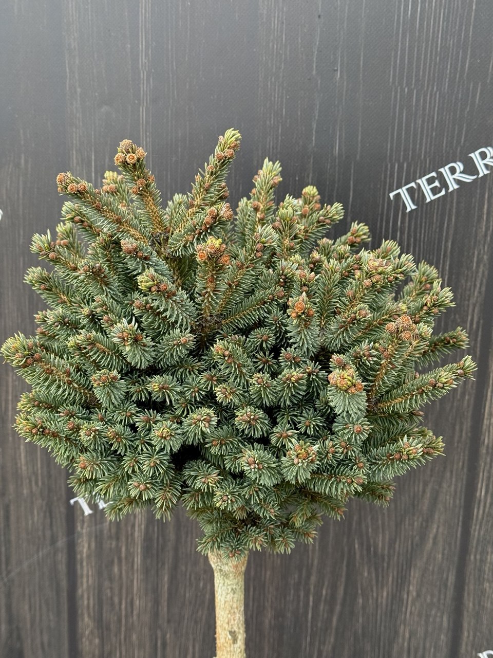 ялина Stenley's Pygmy.jpg1