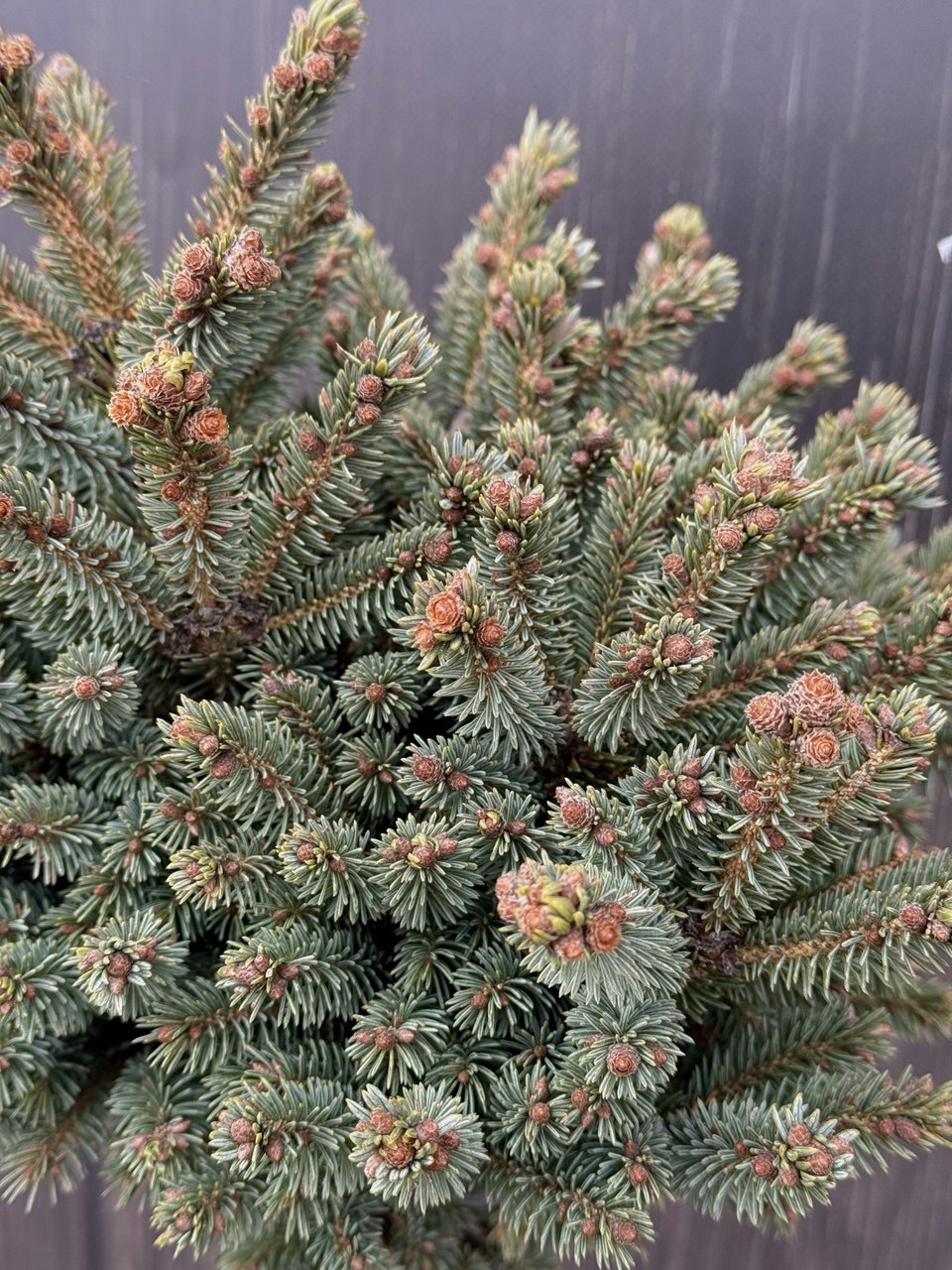 ялина Stenley's Pygmy.jpg2