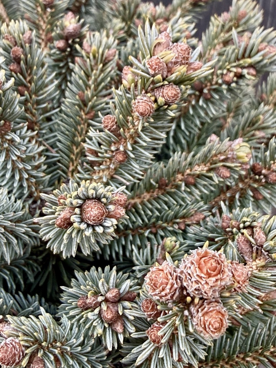 ялина Stenley's Pygmy.jpg3