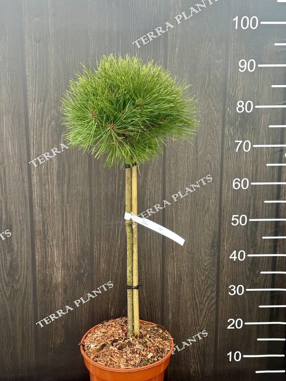 Сосна штамбова Kim основна