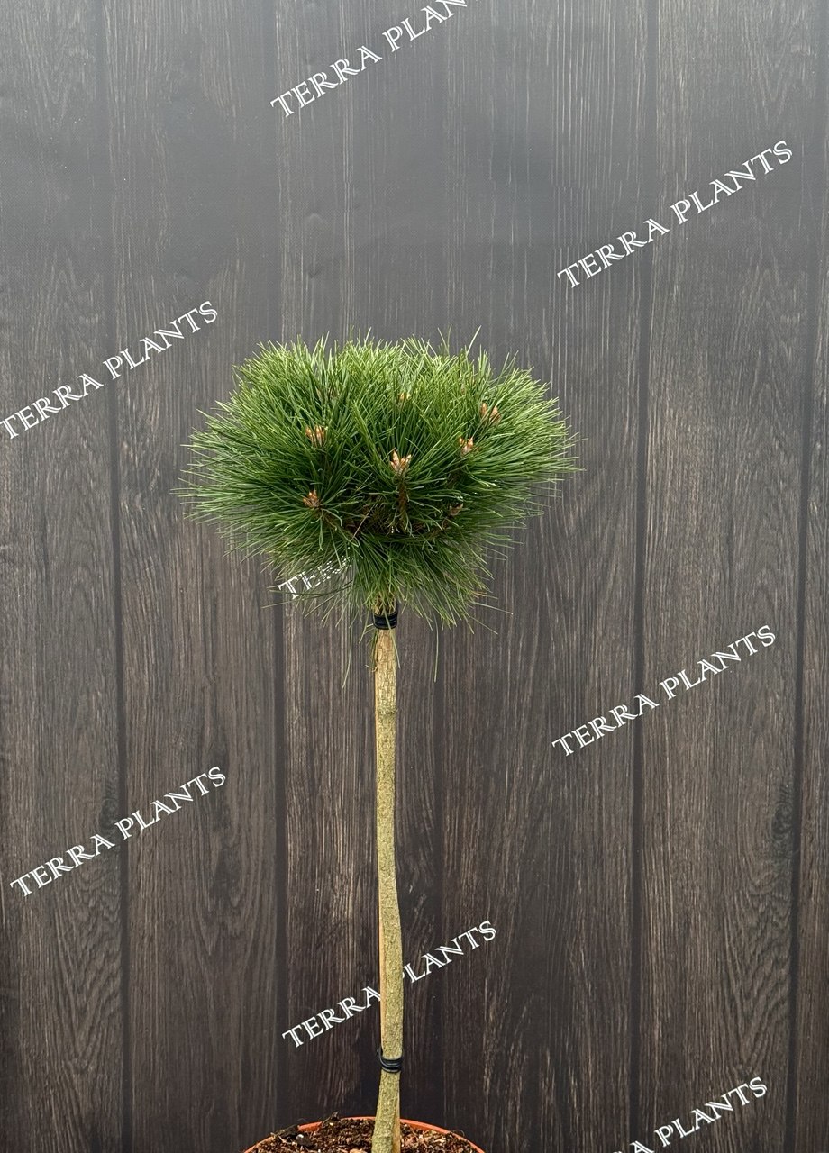 сосна Arigato PBR