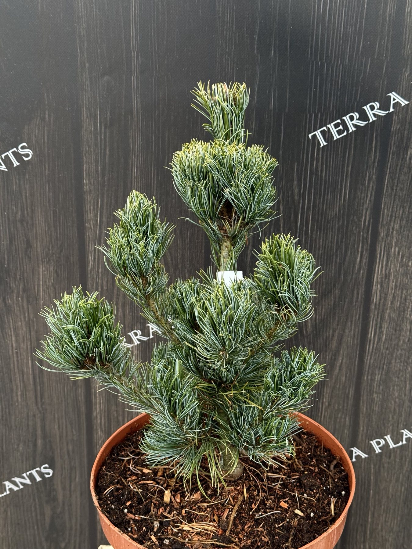 сосна Bonnie Bergmans 1