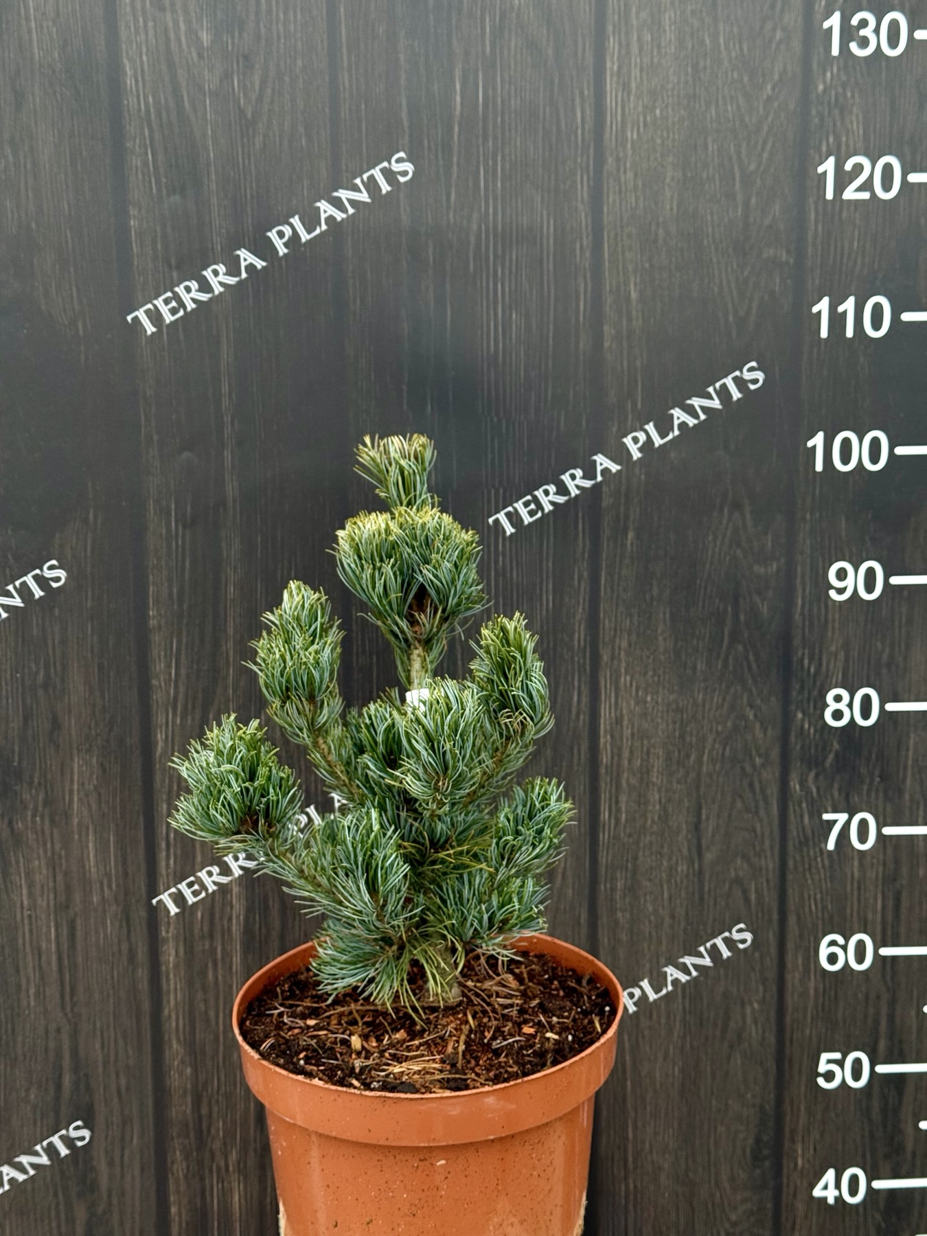 сосна Bonnie Bergmans