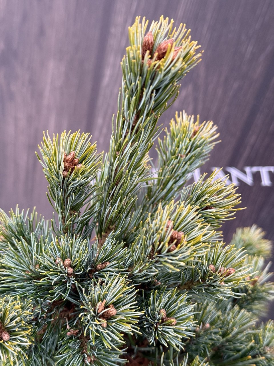 сосна Dendo.jpg 3