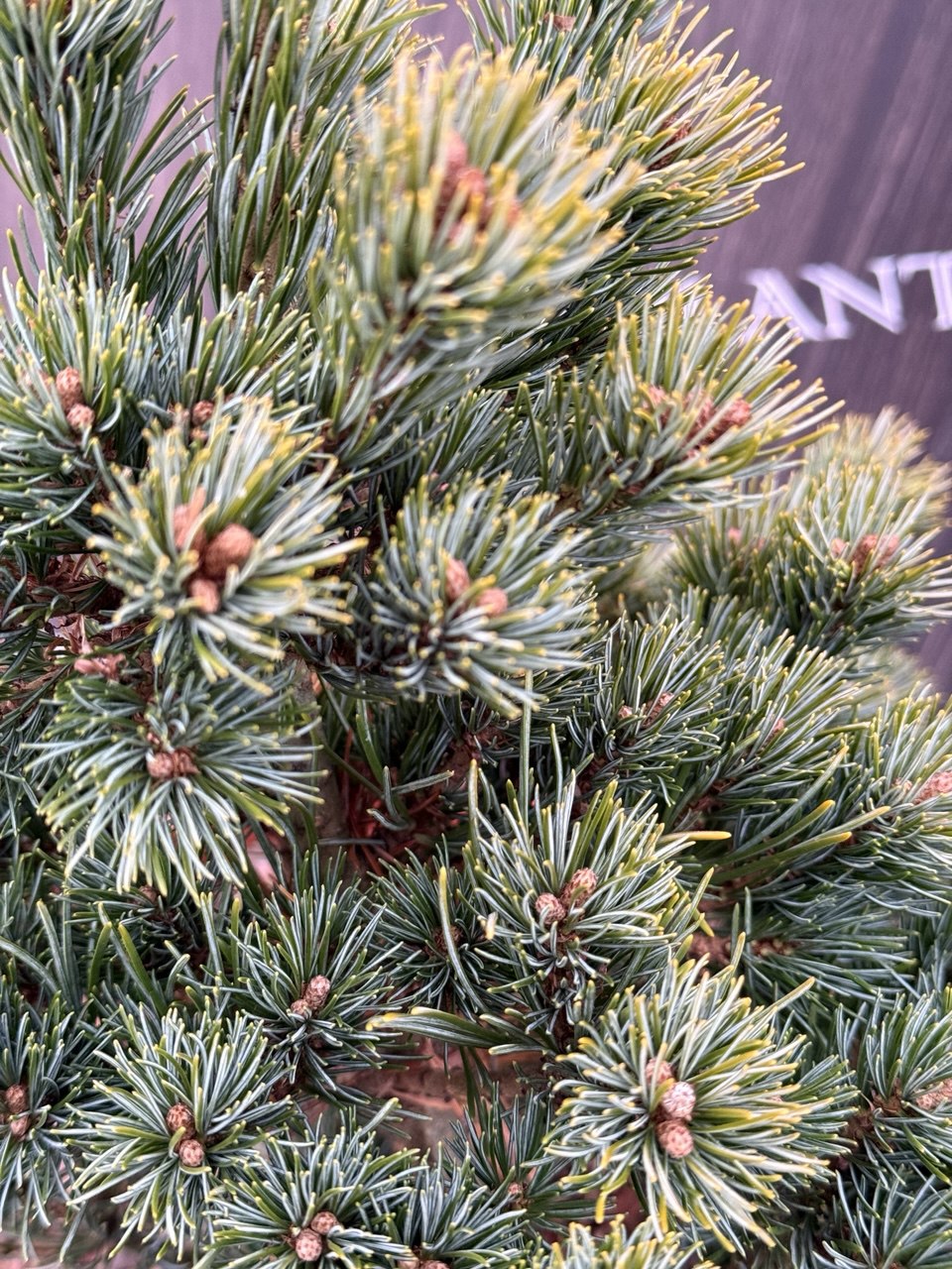 сосна Dendo.jpg2