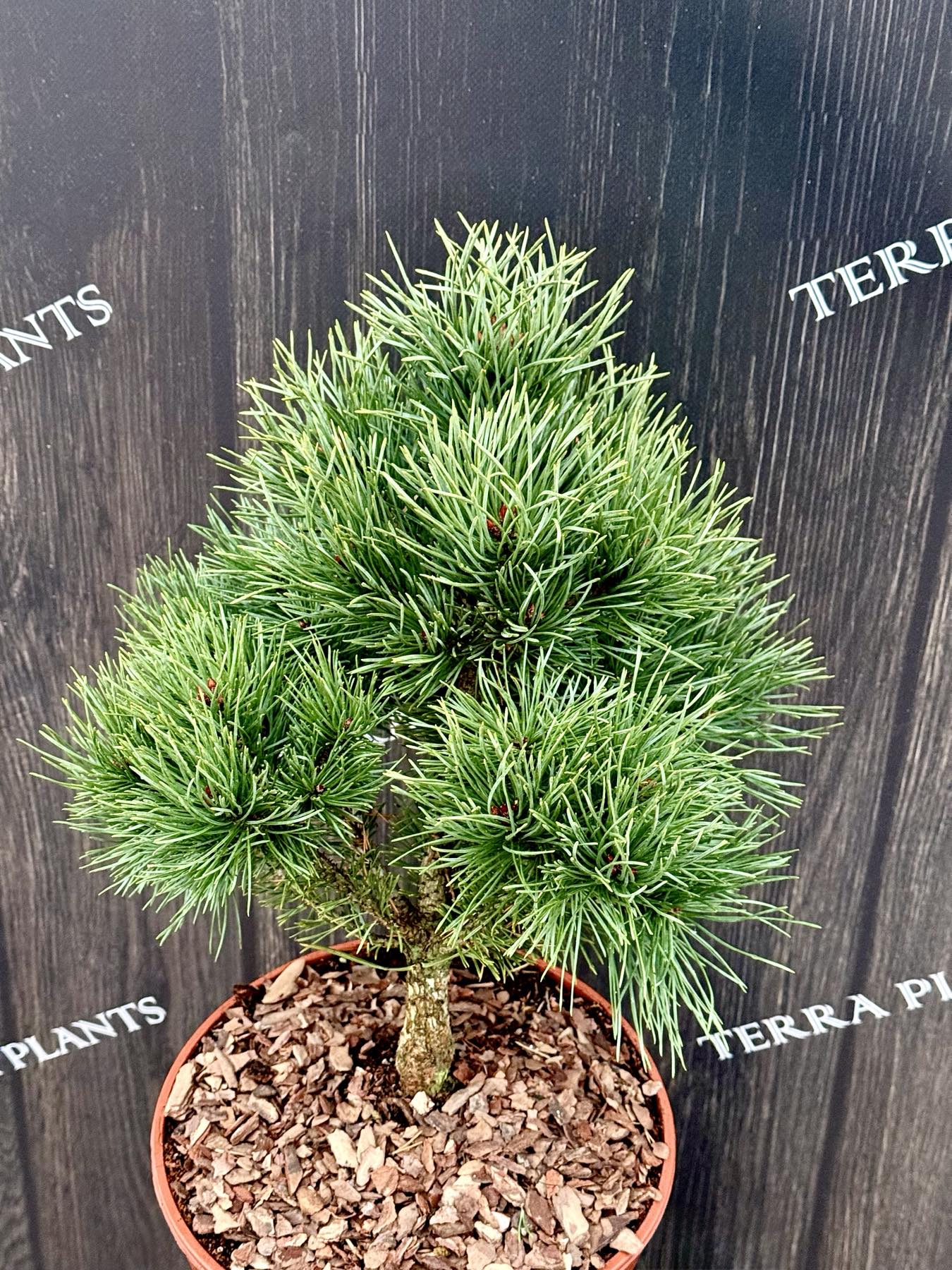 сосна Watereri.jpg 1