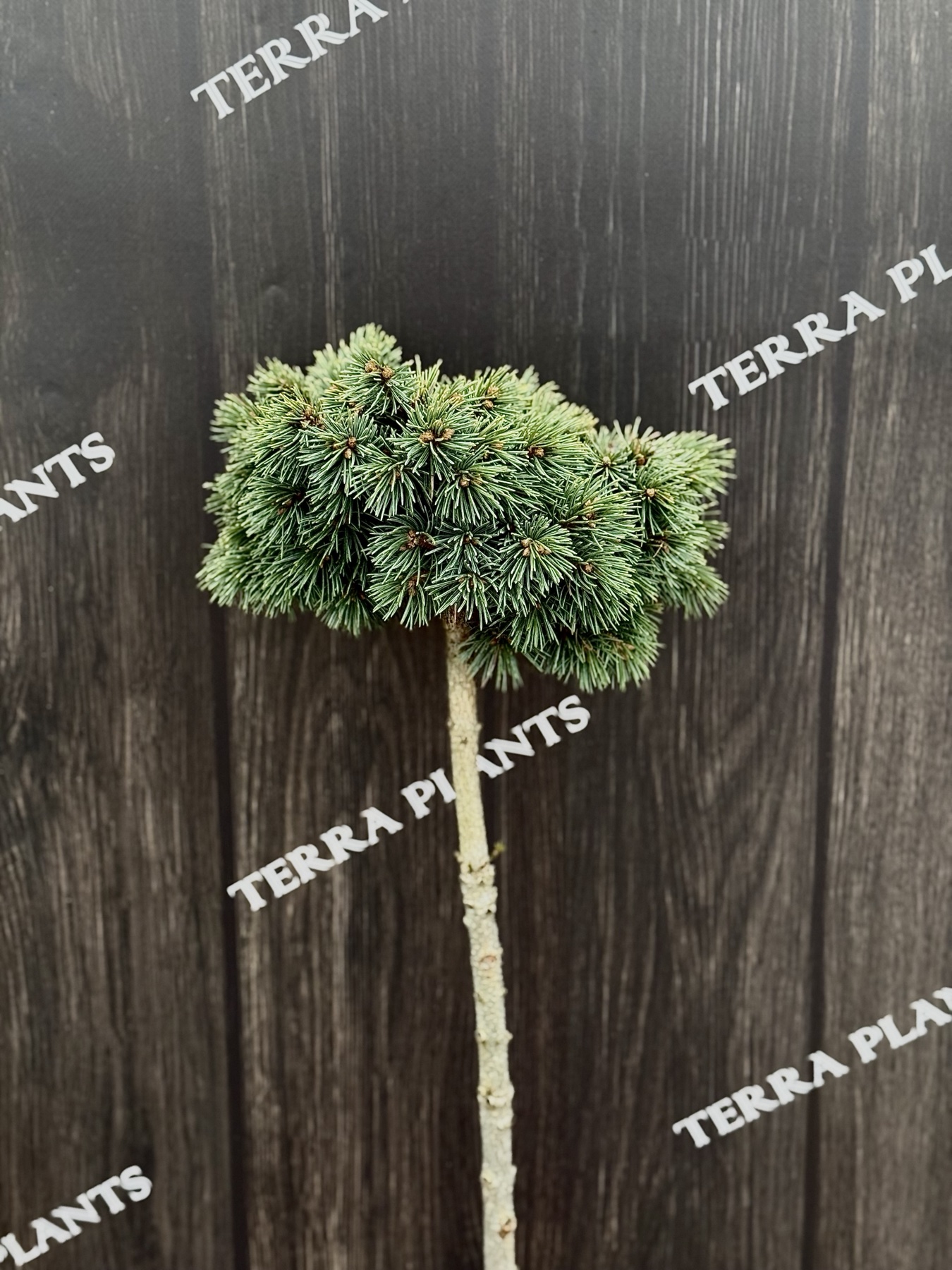 ялина штамбова Lobo