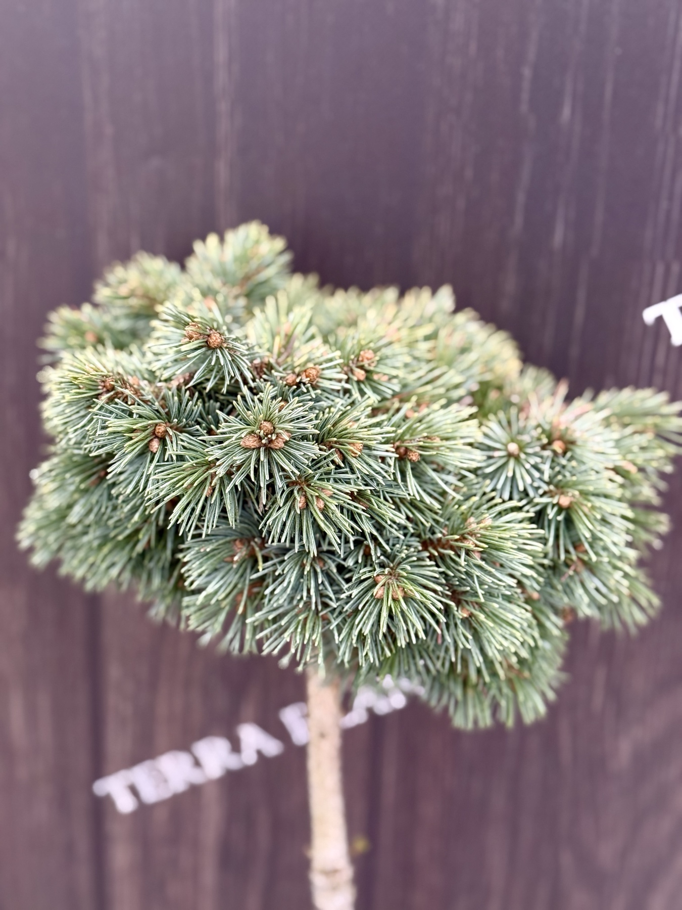 ялина штамбова lobo 2