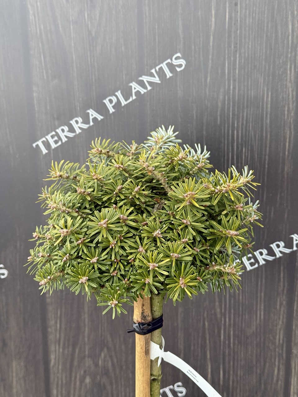 ялиця kristal Kugel 1