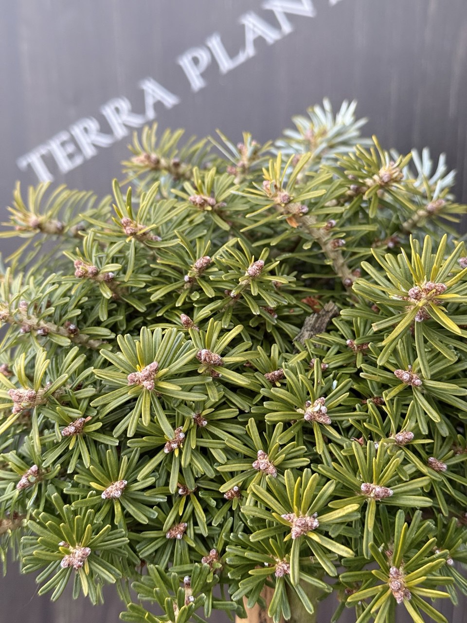 ялиця kristal Kugel 2