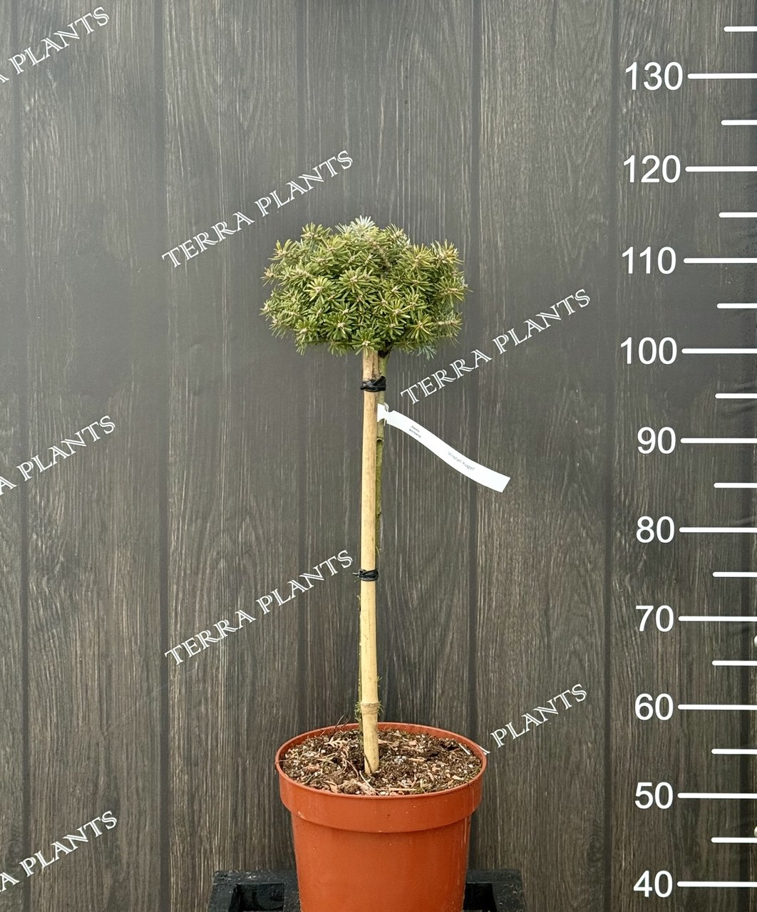 ялиця kristal Kugel основна