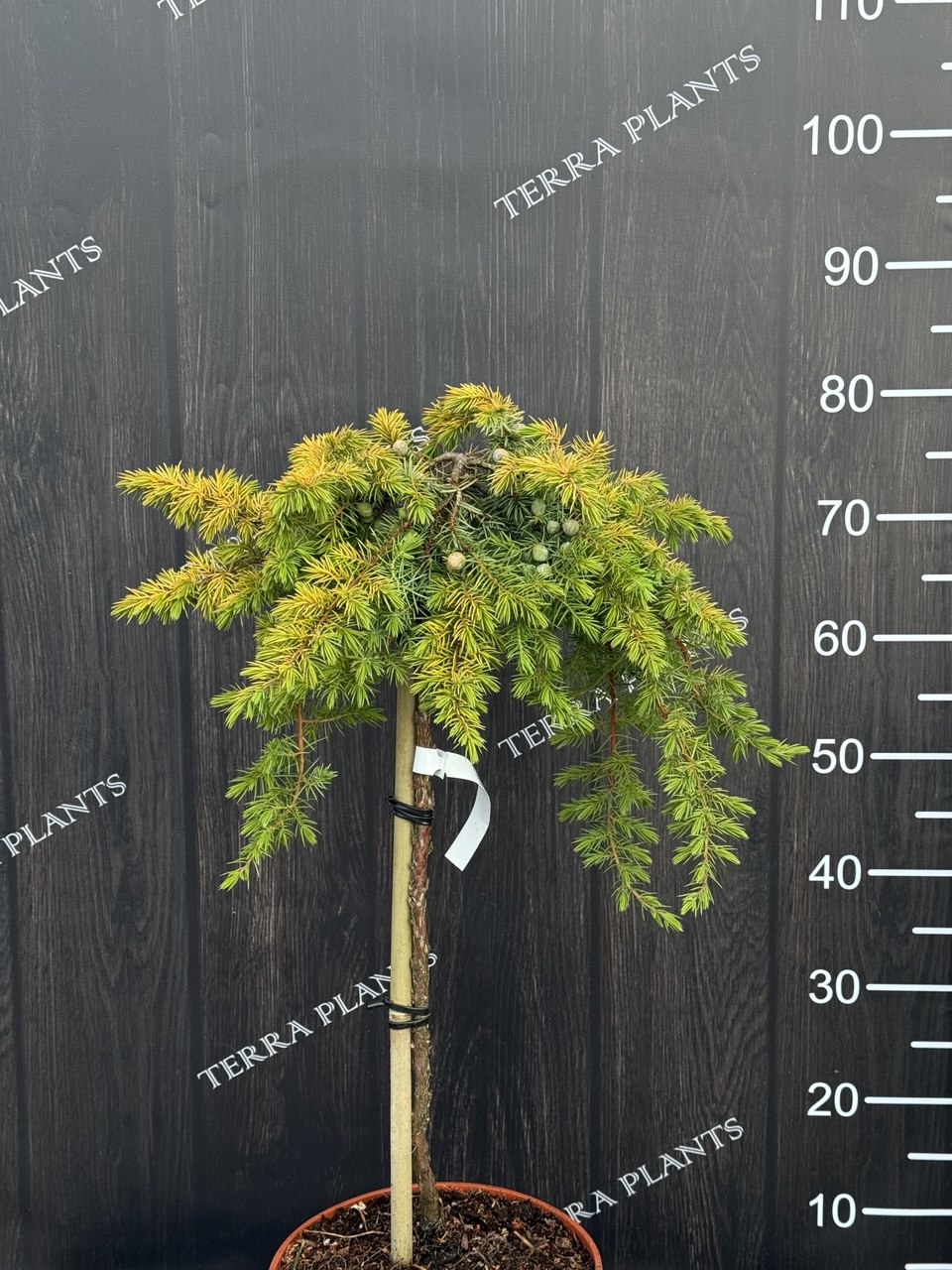 ялівець Allgold