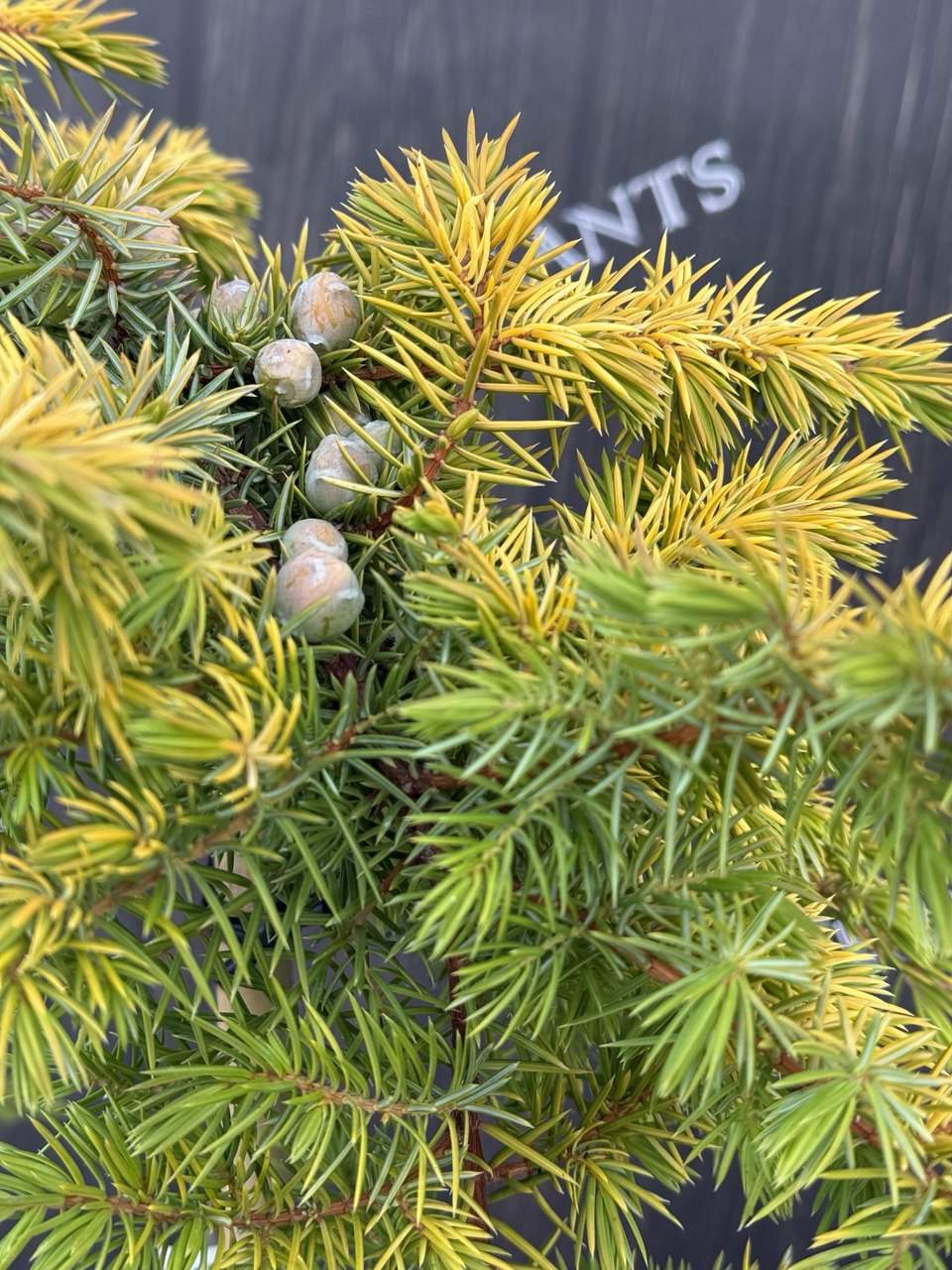 ялівець Allgold.jpg 1