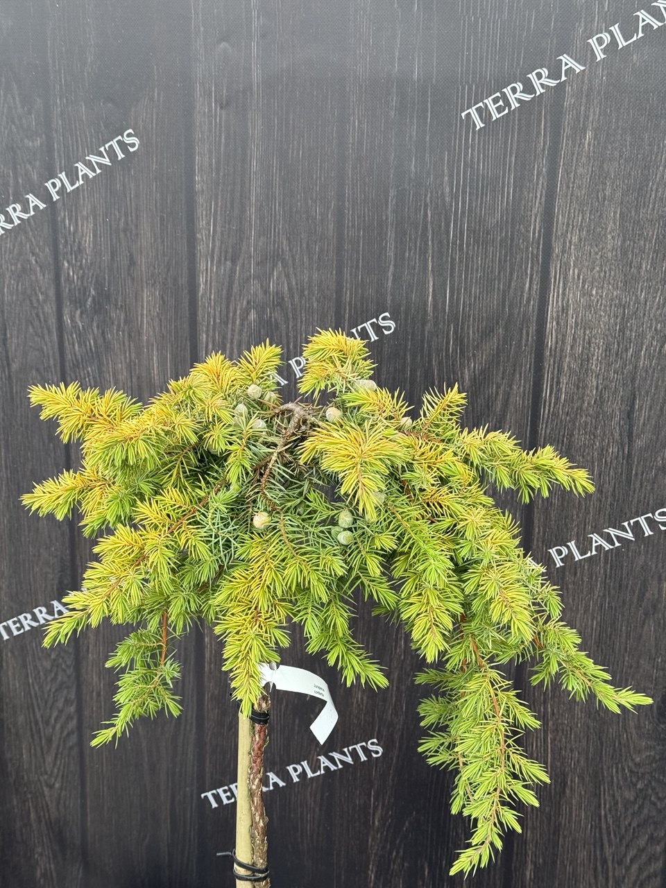 ялівець Allgold.jpg 2