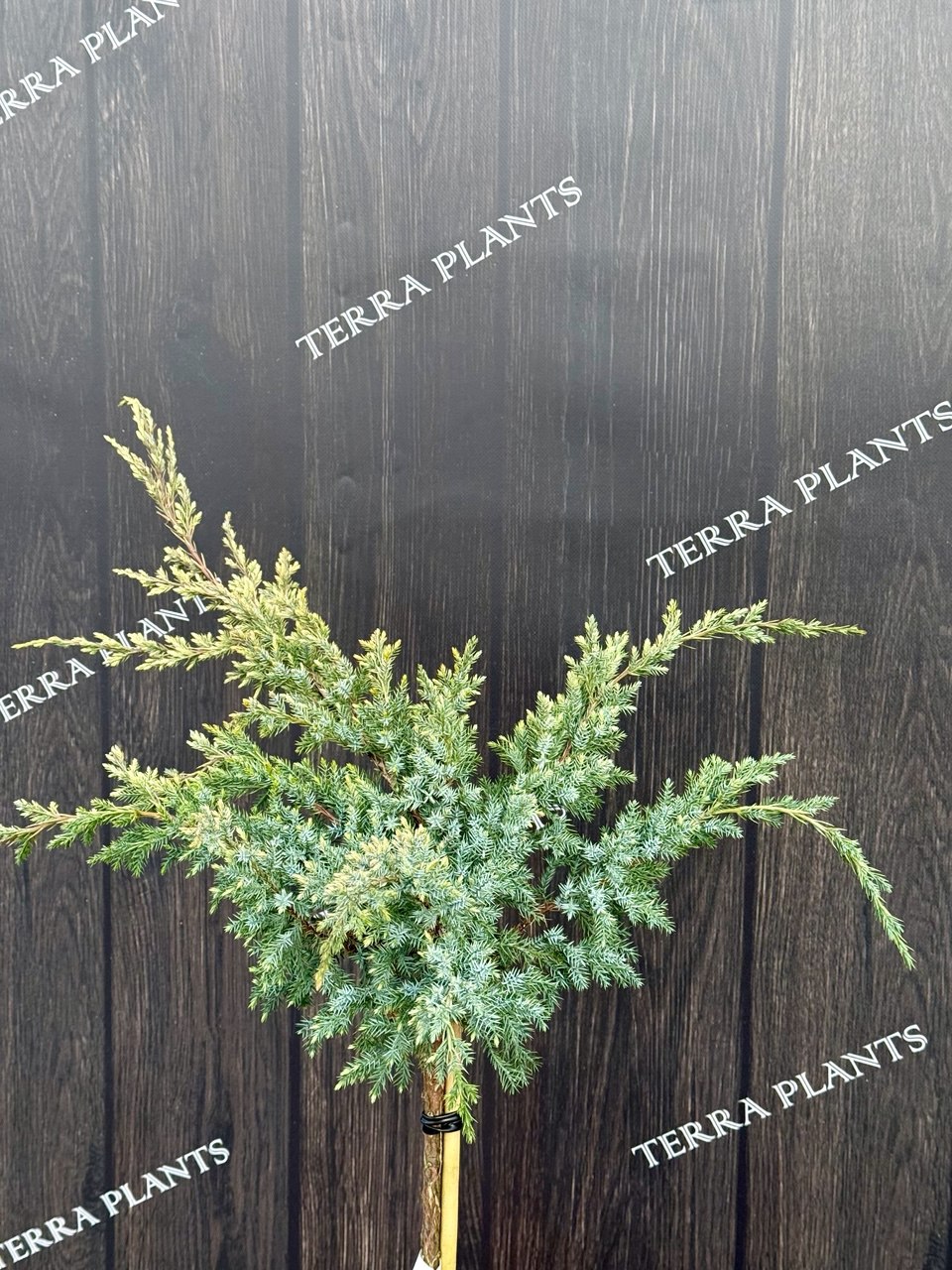 ялівець Dream Joy 1