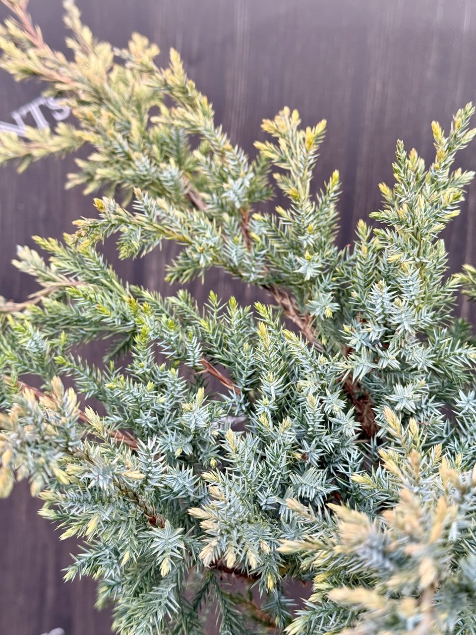 ялівець Dream Joy 2